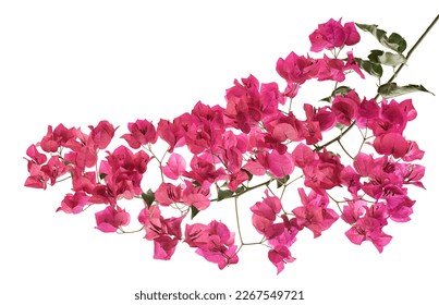 Bougainvillea flower, Paperflower, Pink Bougainvillea flower isolated on white background, with clipping path                               