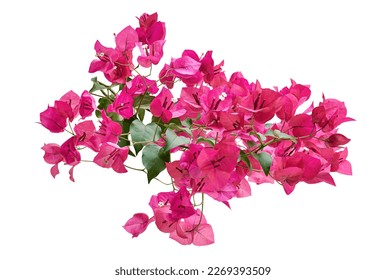 Bougainvillea flower, Paperflower, Pink Bougainvillea flower isolated on white background, with clipping path                                                                 - Powered by Shutterstock - Get 15% off with code: PIKWIZARD15