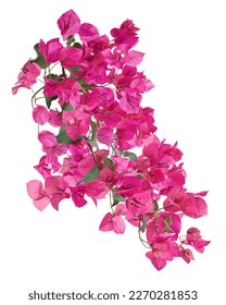 Bougainvillea flower, Paperflower, Pink Bougainvillea flower isolated on white background, with clipping path                               