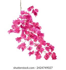 Bougainvillea flower, Paperflower, Pink Bougainvillea flower isolated on white background, with clipping path                                                               - Powered by Shutterstock - Get 15% off with code: PIKWIZARD15