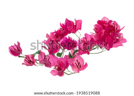 Bougainvillea flower, Paperflower, Pink Bougainvillea flower isolated on white background, with clipping path