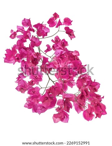 Bougainvillea flower, Paperflower, Pink Bougainvillea flower isolated on white background, with clipping path                                 