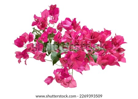 Bougainvillea flower, Paperflower, Pink Bougainvillea flower isolated on white background, with clipping path                                                                