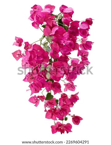 Bougainvillea flower, Paperflower, Pink Bougainvillea flower isolated on white background, with clipping path                                                                                           