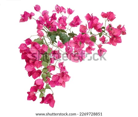 Bougainvillea flower, Paperflower, Pink Bougainvillea flower isolated on white background, with clipping path