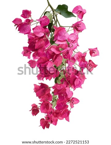 Bougainvillea flower, Paperflower, Pink Bougainvillea flower isolated on white background, with clipping path                                                              