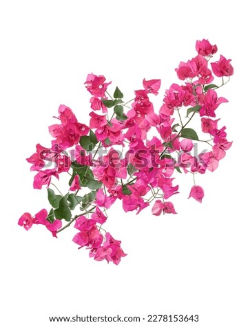Bougainvillea flower, Paperflower, Pink Bougainvillea flower isolated on white background, with clipping path                                                                                           