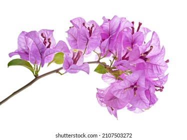 Bougainvillea flower, Paperflower, Purple Bougainvillea flower isolated on white background, with clipping path 