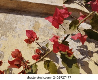 Bougainvillea flower. Pink Bougainvillea spectabilis. Flower wallpaper. Bougainvillea glabra beautiful view for background or wallpaper. Pink flower. Close view of Bougainvillea flower blooming.