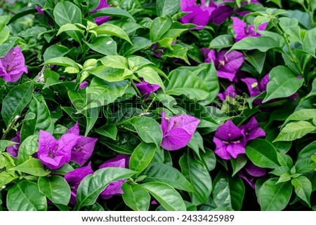 Bougainvillea flower plant for background