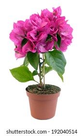 Bougainvillea Flower Plant In Pot Over White