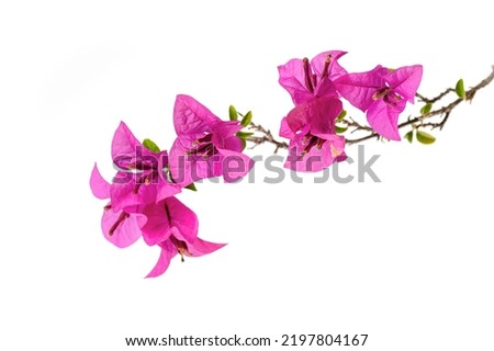 Bougainvillea flower , purple bougainvillea flower, paper flower isolated on white background.