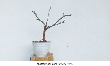 Bougainvillea Flower Tree In Pot 