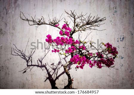 Similar – Image, Stock Photo Lavender bushes closeup on sunset. Sunset gleam over purple flowers of lavender. Bushes on the center of picture and sun light on the top left.