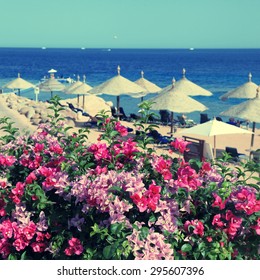Bougainvillea flowers, beach umbrellas and lounge chairs on sandy beach, Red Sea, Egypt. Selective focus, square toned image