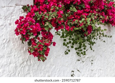 Bougainvillea flowers beautiful on a white background. Sea flowers - Powered by Shutterstock - Get 15% off with code: PIKWIZARD15