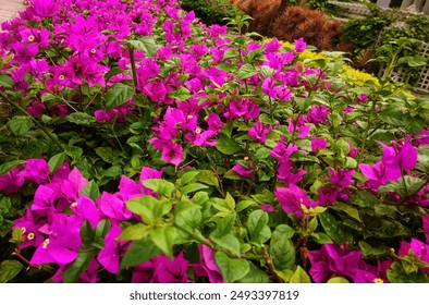 Bougainvillea flowers blooming (Bougainvillea spectabilis Nytaginaceae ). Very impressive to see in full color - Powered by Shutterstock