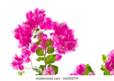 Bougainvillea Flowers Border Isolated On White Stock Photo (Edit Now ...