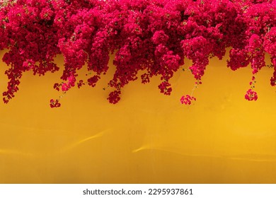 Bougainvillea flowers close up. Blooming bougainvillea.Bougainvillea flowers as a yellow background. Floral background. Violet bougainville flowers blooming on yellow wall. copy space. - Powered by Shutterstock