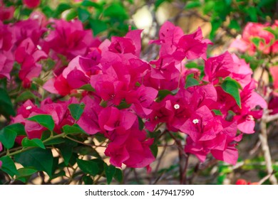 Bougainvillea flowers inserted with green leaves. Pink Bougainvillea flowers. Bougainvillea Dwarf Pixie.