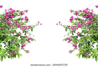 bougainvillea flowers mockup with green leaf tree branch png transplant background,  a plant with pink purple flowers and green leaves - Powered by Shutterstock