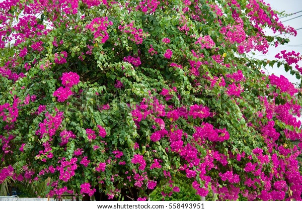 Bougainvillea Flowers On Tree Stock Photo 558493951 | Shutterstock