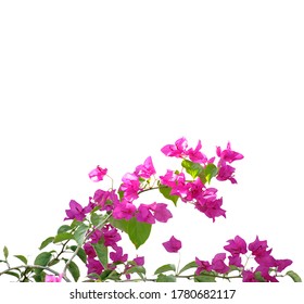 Bougainvillea flowers  on a white background