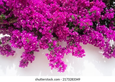 Bougainvillea flowers on white background. Abundant pink flowers on a wall. Tropical flora