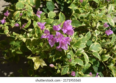 Bougainvillea Flowers, Or Paper Flowers. With A Purple Flower Crown, Can Be Used As Decoration, And Dried Flowers In Handicrafts