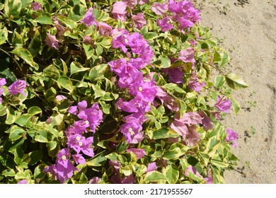 Bougainvillea Flowers, Or Paper Flowers. With A Purple Flower Crown, Can Be Used As Decoration, And Dried Flowers In Handicrafts