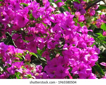 Red Thorny Flower Images Stock Photos Vectors Shutterstock