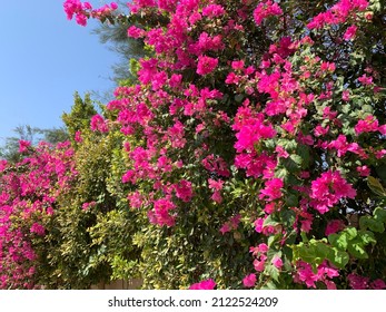 Bougainvillea flowers and bougainvillea plant tree in summer season (Bougainvillea glabra Choisy). flowers are pink and purple. A wallpaper texture pattern background.
				