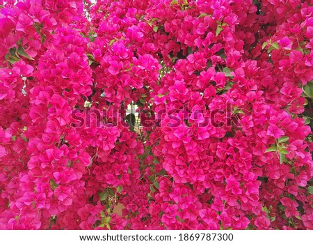 Bougainvillea flowers and bougainvillea plant tree in summer season. This Bougainvillea flowers are pink and purple. Magenta bougainvillea flowers. A wallpaper texture pattern background.
