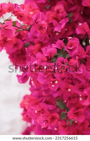 Bougainvillea flowers and bougainvillea plant tree in summer season. This Bougainvillea flowers are pink and purple. Magenta bougainvillea flowers. A wallpaper texture pattern background.