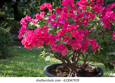 Bougainvillea Flowers In Pot