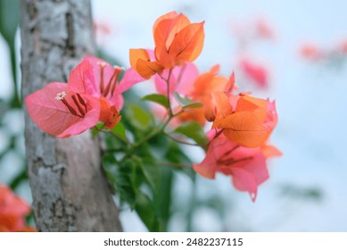 Bougainvillea flowers - Red Bougainvillea flowers bloom against a blur background - Powered by Shutterstock
