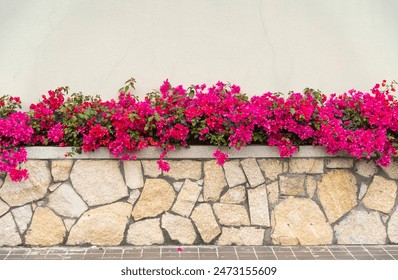 bougainvillea flowers in rustic wall of garden - Powered by Shutterstock