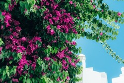 Bougainvillea tree in Greece, a Nature Photo by MAnuta