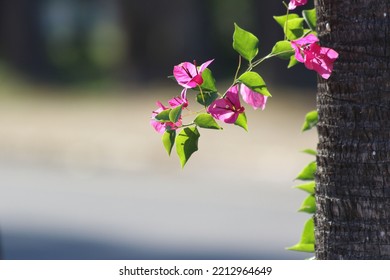 Bougainvillea Is A Genus Of Thorny Ornamental Vines