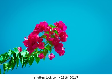 746 Bonsai Bougainvillea Images, Stock Photos & Vectors | Shutterstock