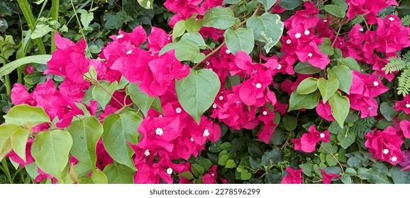 Bougainvillea glabra, the lesser bougainvillea or paperflower,[3] is the most common species of bougainvillea used for bonsai.[4] The epithet 'glabra' comes from Latin and means "bald".