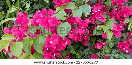 Bougainvillea glabra, the lesser bougainvillea or paperflower,[3] is the most common species of bougainvillea used for bonsai.[4] The epithet 'glabra' comes from Latin and means 