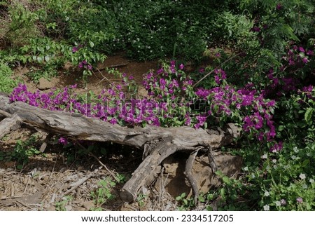Bougainvillea glabra vine filled with an abundance of pink flowers flowing along a log laying on the ground surrounded by vegetation in Oahu