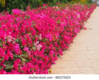 Bougainvillea growing along the corridor.Beautiful magenta bougainvillea paper flowers in colorful color (Bougainvillea glabra Choisy), soft focus.Fuchsia flowers are a long way.