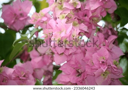 Bougainvillea 'Hugh Evans' (Bougainvillea glabra) cultivar with Persian pink bracts.