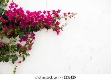 Bougainvillea And Lime Wall