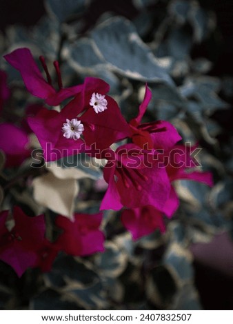 Bougainvillea, Magnoliophyta, Nyctaginaceae. With pink, red, green and white flowers Is an ornamental plant that is popularly planted around the house.
