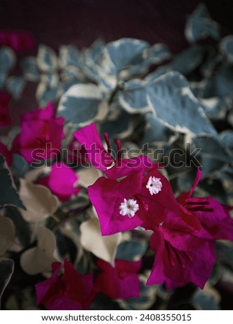 Bougainvillea, Magnoliophyta, Nyctaginaceae. With pink, red, green and white flowers Is an ornamental plant that is popularly planted around the house.