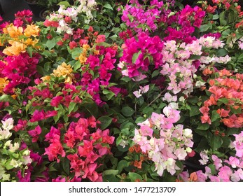 386 Mixed color bougainvillea Images, Stock Photos & Vectors | Shutterstock