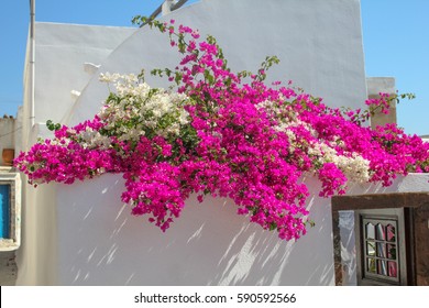 Bougainvillea On The Wall Of A Greek House.